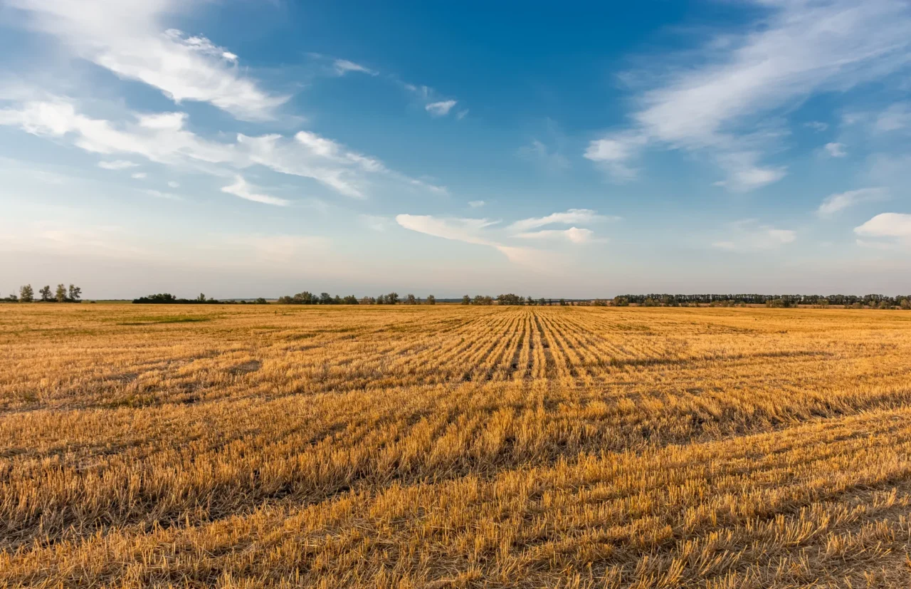 field irrigation 3.webp
